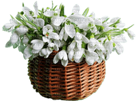 snowdrops Bb2 - δωρεάν png