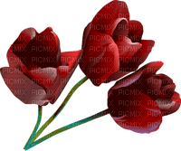 tulipan - PNG gratuit