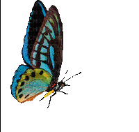 butterfly papillon schmetterling - GIF animado gratis