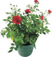 Kaz_Creations Flowers Plant Deco - gratis png