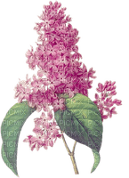 Lilac - darmowe png