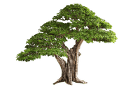 drzewo - besplatni png