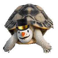 Snow Tortoise - Free PNG