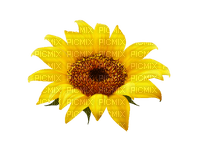 sunflowers bp - nemokama png