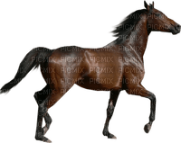 Kaz_Creations Animals Horses Horse - бесплатно png