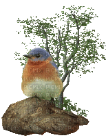 oiseau marron.Cheyennne63 - Free animated GIF