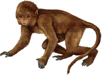 charmille _ singes - zadarmo png