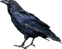halloween autumn deco crow kikkapink - Free PNG