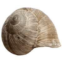 sea shell - 免费PNG
