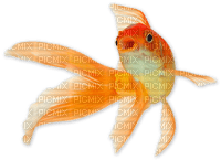 Goldfish - безплатен png