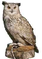 Hibou (owl)