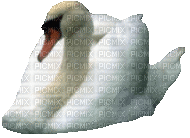 cisne - 無料のアニメーション GIF