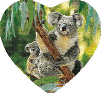 Australia animals koala bp - Ilmainen animoitu GIF