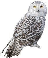 eule owl - PNG gratuit