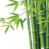 bambus milla1959 - png gratis