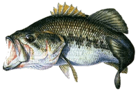 poisson - png grátis