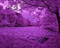 lake purple blooming