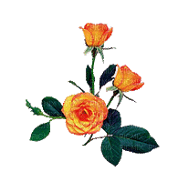 Rosen, roses