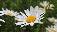 daisies, kukka, flower, fleur - GIF animado gratis