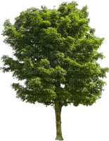 Baum - besplatni png