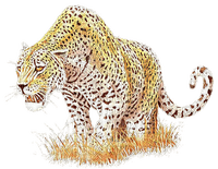 Gepard - zadarmo png