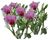 fleur violette.Cheyenne63 - GIF animate gratis