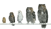 Owls - Ücretsiz animasyonlu GIF