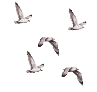 oiseaux - Бесплатни анимирани ГИФ