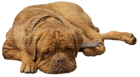 Kaz_Creations Dog-Pup - darmowe png