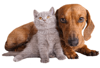 Kaz_Creations Animals Dog Pup Cat Kitten - PNG gratuit
