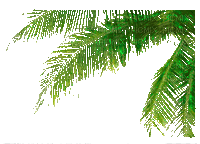 palm leaves - Gratis animeret GIF