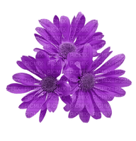 lila-flower - zadarmo png