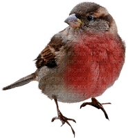 Kaz_Creations Bird-Robin - PNG gratuit