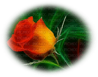 patymirabelle une rose - бесплатно png