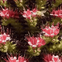 FLOWERS - Bezmaksas animēts GIF