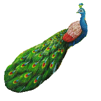 Peacock - Zdarma animovaný GIF