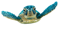 kilpikonna, turtle - darmowe png