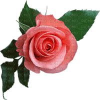 Pink rose - zdarma png
