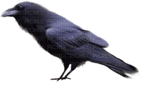 crow katrin
