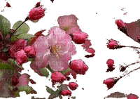 Flowers Cherry Blossom - ilmainen png