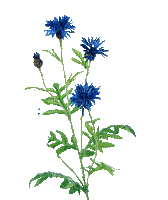Blue flower.Fleurs.Plants.gif.Victoriabea - GIF animé gratuit