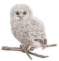 Kaz_Creations Birds Bird Owls Owl - nemokama png