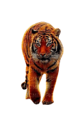 tiger - zdarma png
