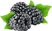 Fruit. Blackberry. Leila - PNG gratuit