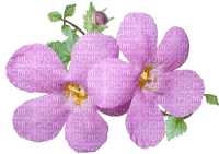 flower, kukka, fleur - PNG gratuit