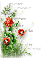 soave deco flowers poppy corner branch text - darmowe png