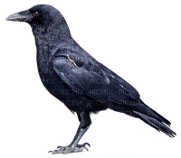Kaz_Creations Bird Crow