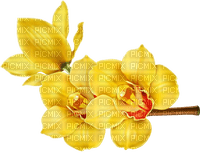 orchids yellow bp - PNG gratuit