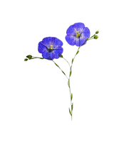 fleur bleue-lin