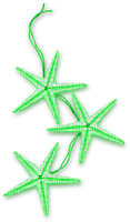 Starfish.Green - nemokama png